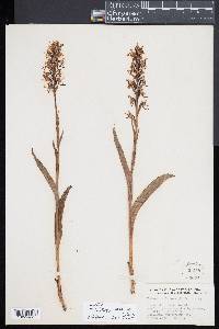 Platanthera lacera image