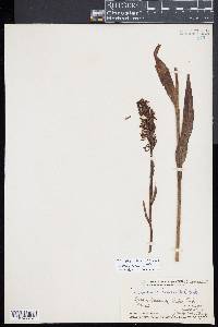 Platanthera lacera image