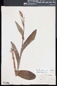 Platanthera lacera image