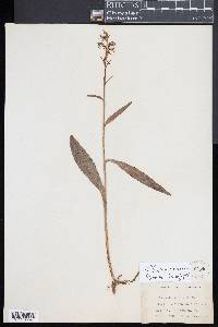 Platanthera lacera image