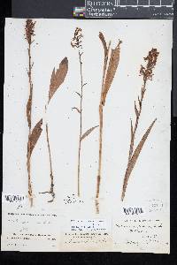 Platanthera lacera image