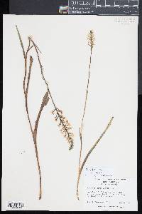 Platanthera nivea image