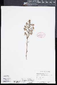 Platanthera orbiculata image