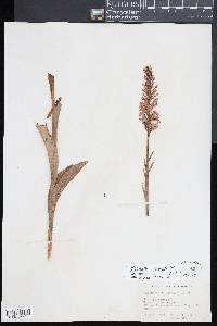 Platanthera psycodes image