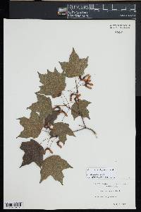 Acer leucoderme image