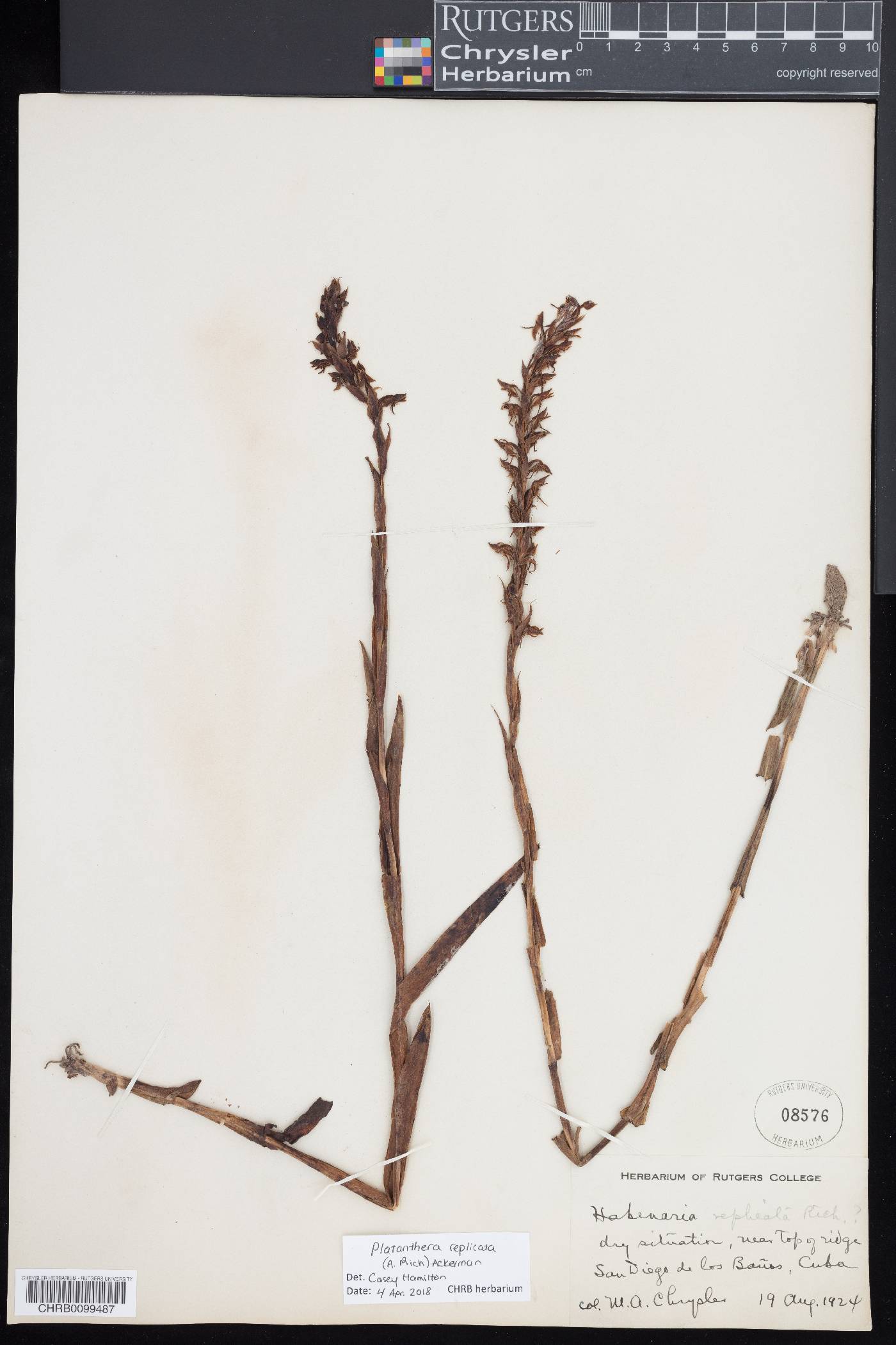 Platanthera replicata image