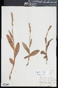 Platanthera stricta image