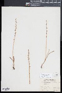 Piperia unalascensis image