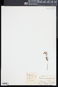 Pogonia ophioglossoides image