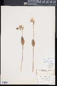 Pogonia ophioglossoides image