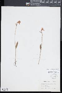 Pogonia ophioglossoides image