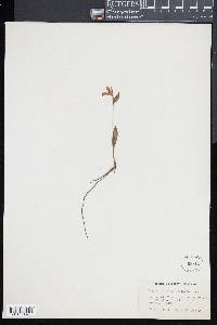 Pogonia ophioglossoides image