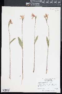 Pogonia ophioglossoides image