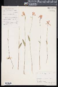 Pogonia ophioglossoides image