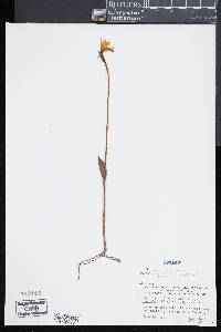 Pogonia ophioglossoides image