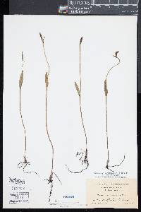 Pogonia ophioglossoides image