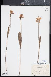 Pogonia ophioglossoides image