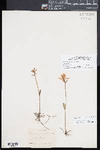 Pogonia ophioglossoides image