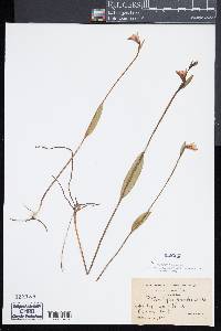 Pogonia ophioglossoides image