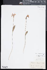 Pogonia ophioglossoides image