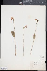 Pogonia ophioglossoides image