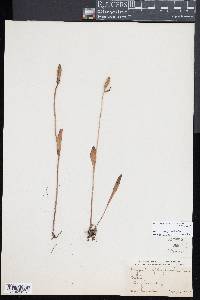 Pogonia ophioglossoides image