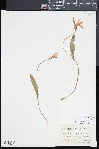 Pogonia ophioglossoides image