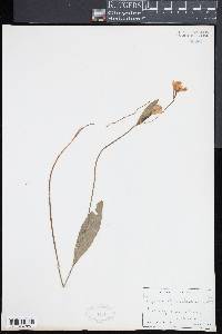 Pogonia ophioglossoides image