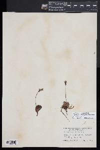 Image of Galearis rotundifolia