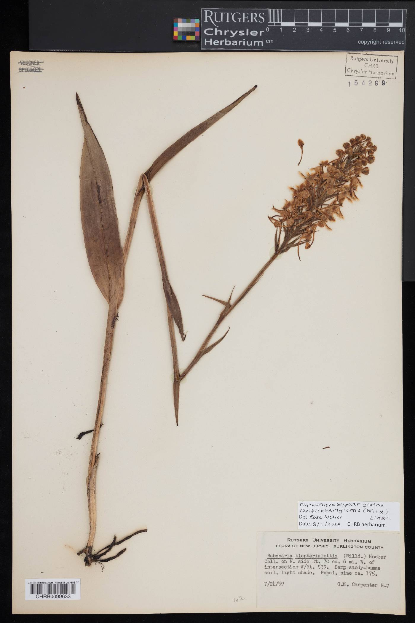 Platanthera blephariglottis image