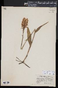 Platanthera blephariglottis var. blephariglottis image