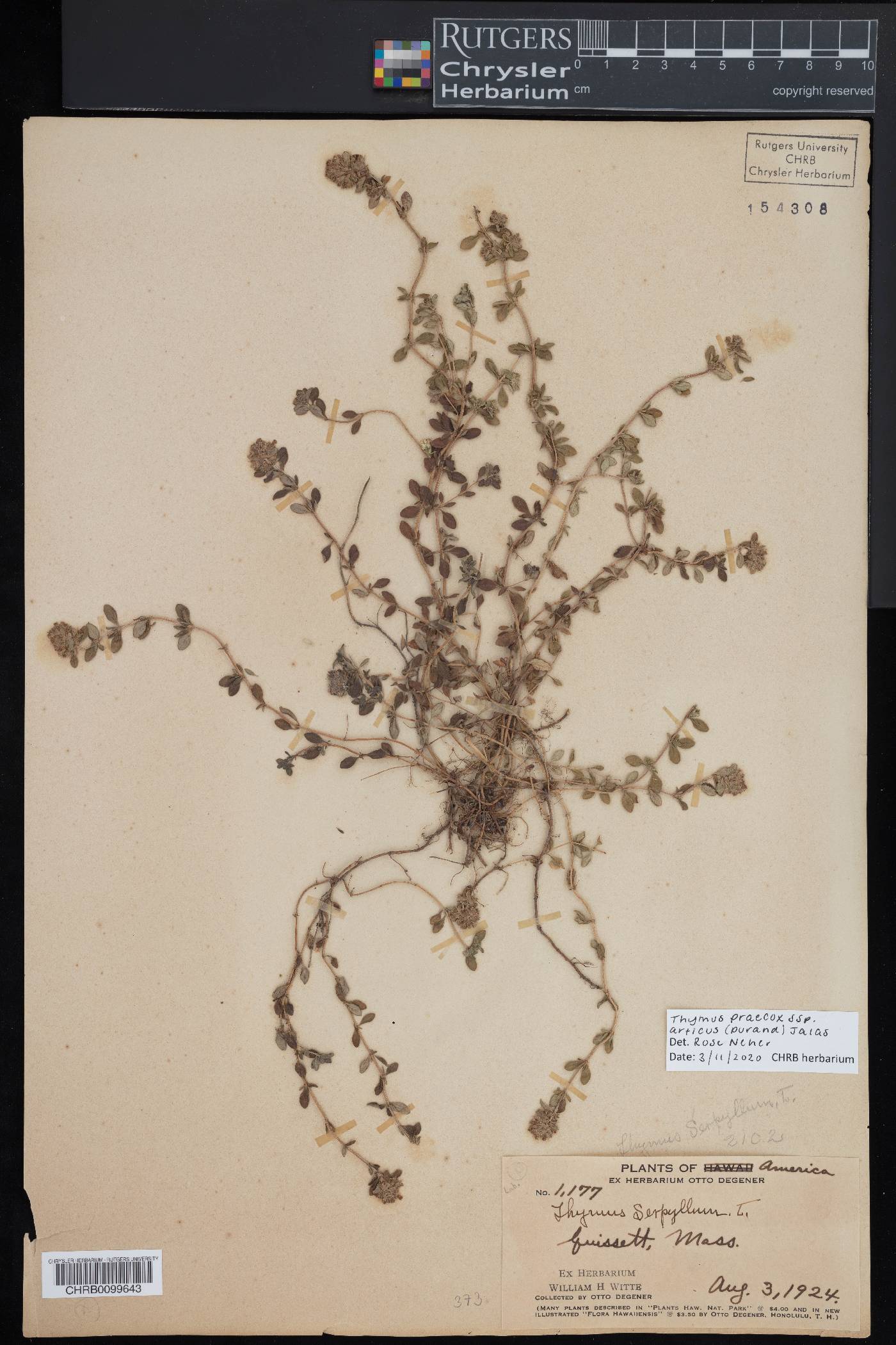 Thymus praecox subsp. arcticus image