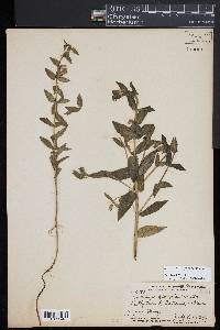 Scutellaria galericulata image