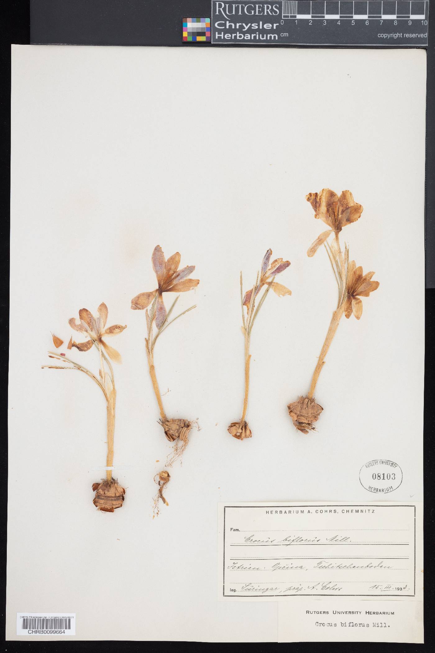 Crocus biflorus image