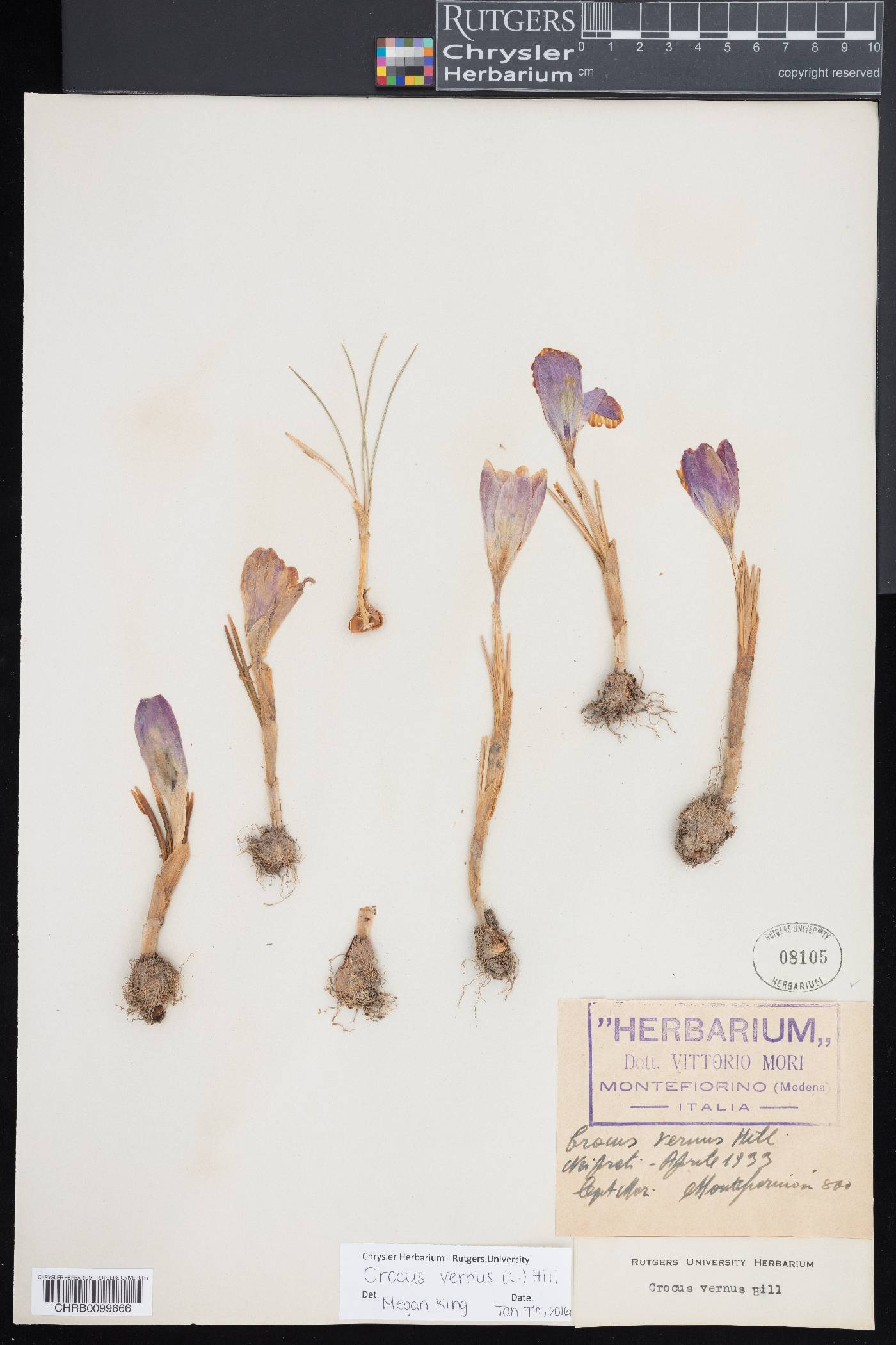 Crocus vernus image
