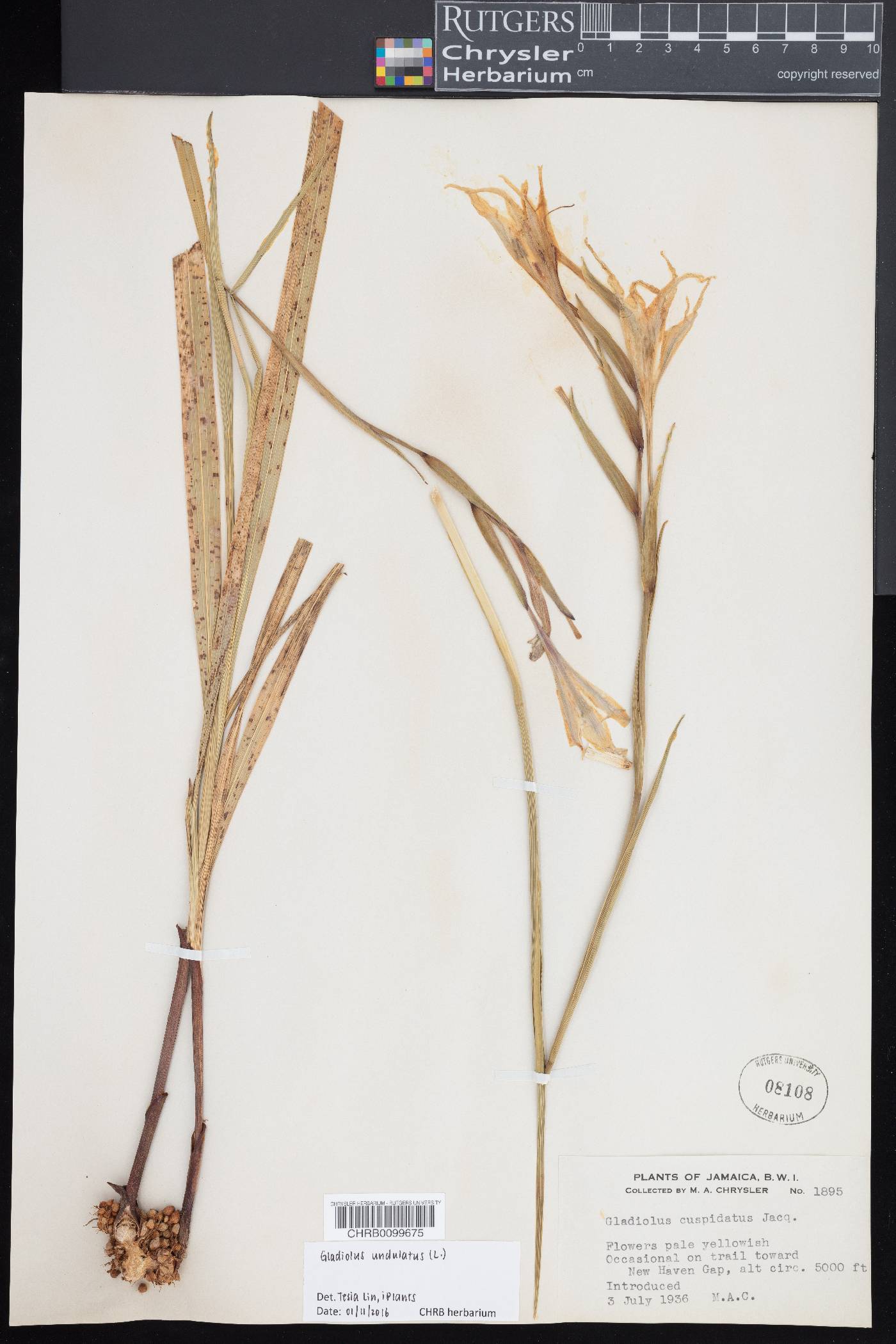 Gladiolus undulatus image
