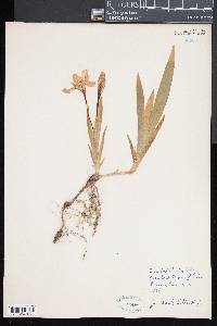 Iris cristata image