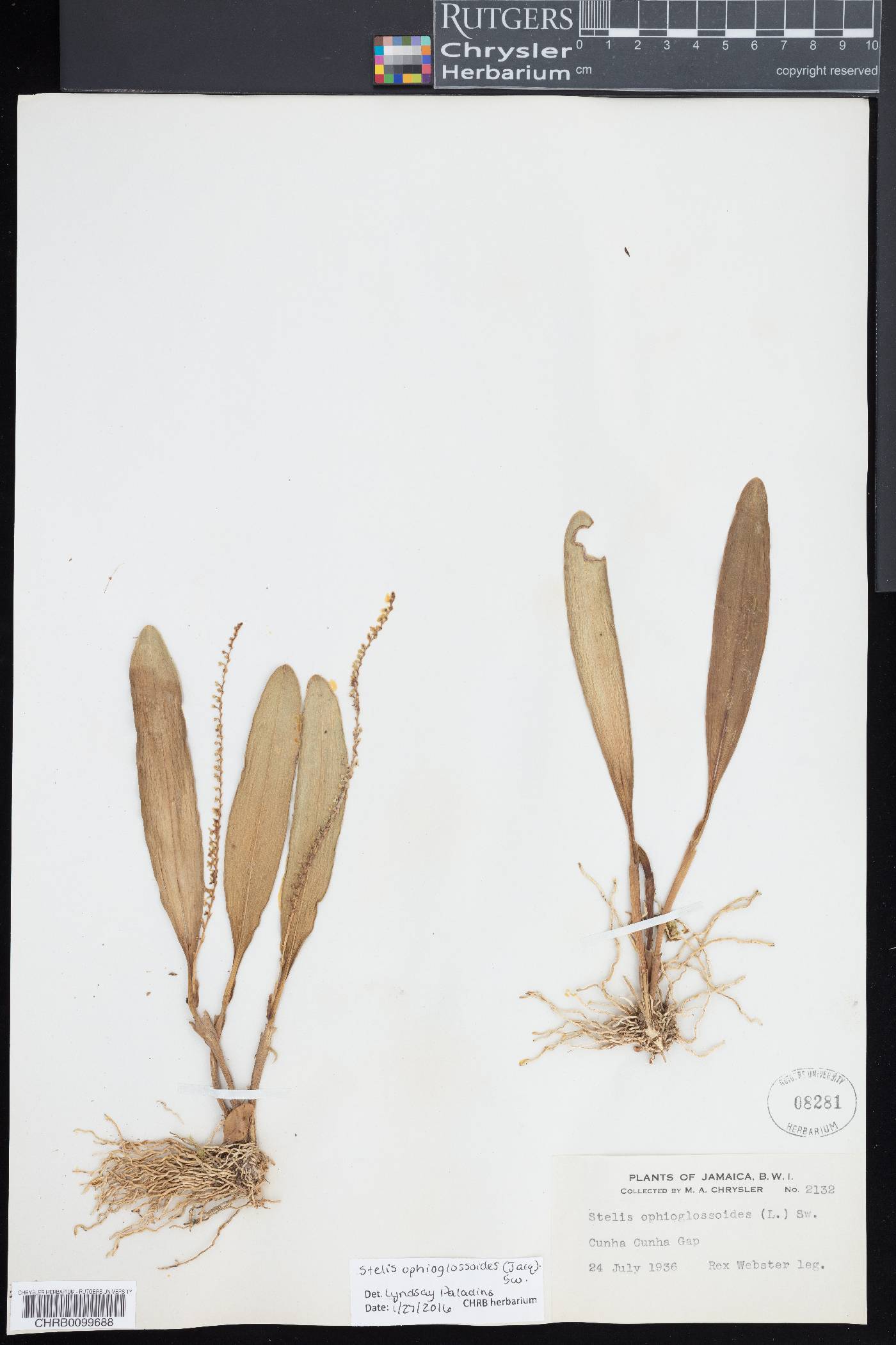 Stelis ophioglossoides image