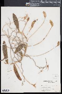 Thrixspermum elongatum image