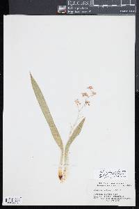 Tolumnia sylvestris image