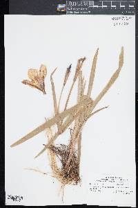 Iris versicolor image