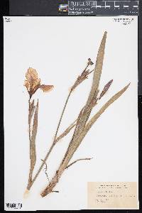 Iris versicolor image