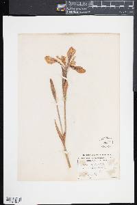 Iris versicolor image