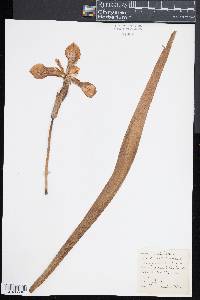 Iris versicolor image