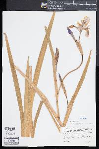 Iris versicolor image