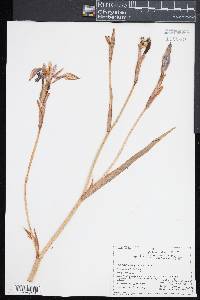 Iris versicolor image