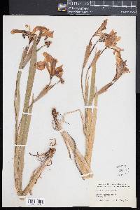 Iris versicolor image