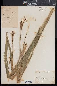 Iris versicolor image