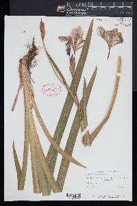 Iris versicolor image