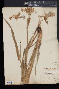 Iris versicolor image